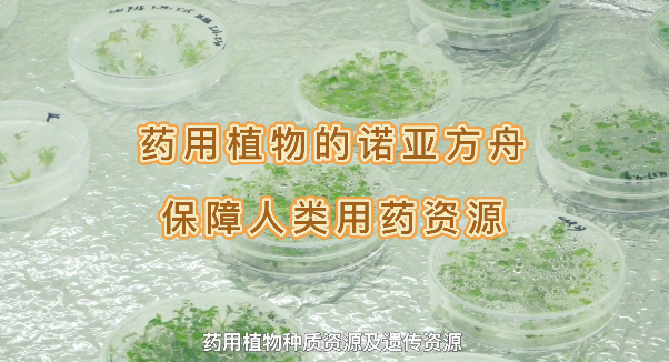 ҩ��ֲ���ŵ�Ƿ�����������������������ҩ����Դ